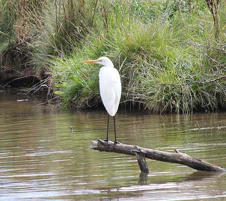 Lake_Ginninderra-ACT