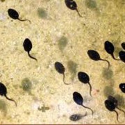 Tadpoles