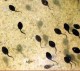 Tadpoles